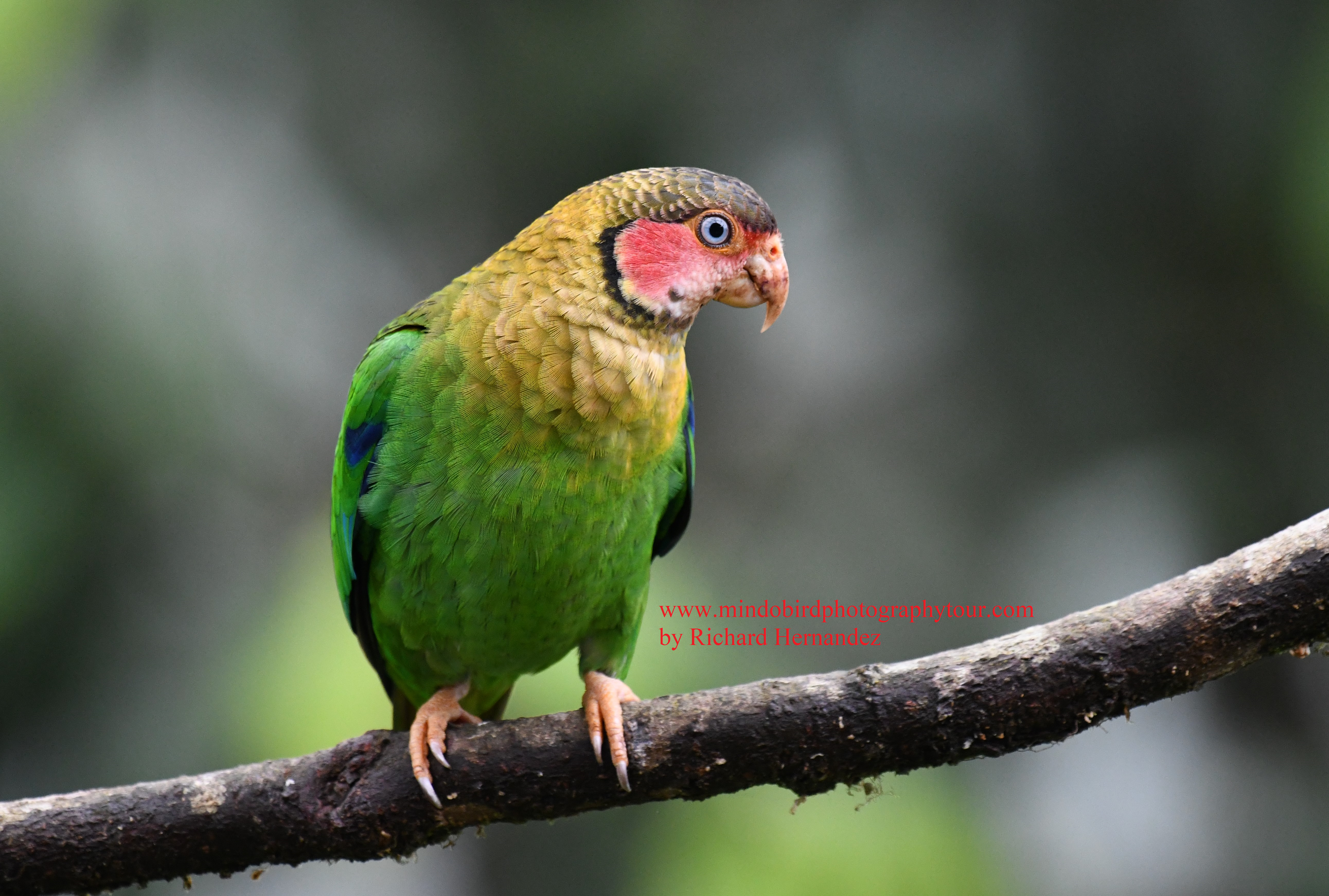 mindobirdphotographytour-roce faced parrot